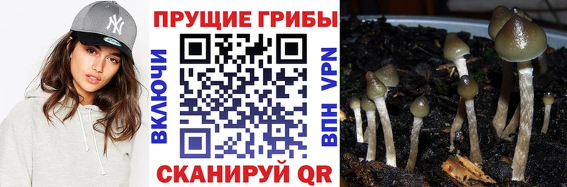Галлюциногенные грибы мухоморы  kraken зеркало  Владивосток 